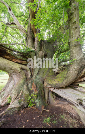 Cowdray Colossus, Sweet Chestnut tree, Castanea sativa, Sussex, June Stock Photo