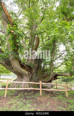 Cowdray Colossus, Sweet Chestnut tree, Castanea sativa, Sussex, June Stock Photo