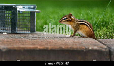 Backyard chipmunk trap. Chipmunk on verge of entering humane trap. See  Image ID:W3G4HE for the capture as chipmunk goes for the bait (a blueberry  Stock Photo - Alamy