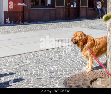 Golden Retriever dog looking and waiting for its owner. Golden Retriever dog tied to a tree. Space for text Stock Photo