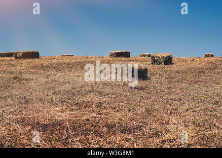 Agricultural field on which wheat harvest gathered. Bales of straw square shape. The photo was taken with a small depth of field. Stock Photo