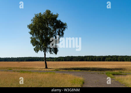 One lonely path and a lonely tree in the middle of a desert made of grass, the blue sky above - self finding concept Stock Photo