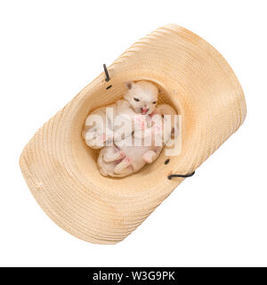 Two little puppies in a straw hat. Isolated on white, clipping path included Stock Photo