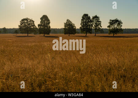 A desert out of grass with a few trees under the sunshine and the blue sky - sunset Stock Photo