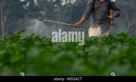 Farmer spraying pesticide in the potato field at Munshiganj in Dhaka, Bangladesh Stock Photo