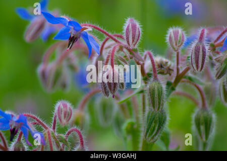 close up view of british wildflowers including commin poppy, borage, chamomile, yellow, daisys and forget-me-nots. Stock Photo