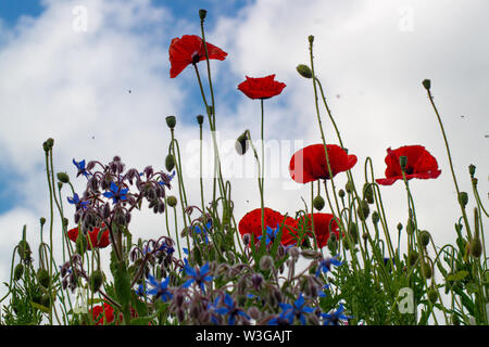 close up view of british wildflowers including commin poppy, borage, chamomile, yellow, daisys and forget-me-nots. Stock Photo