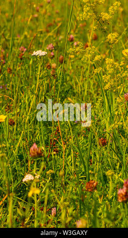 Daisys flowers close-up , selective focus. Summer day. Concept of ...