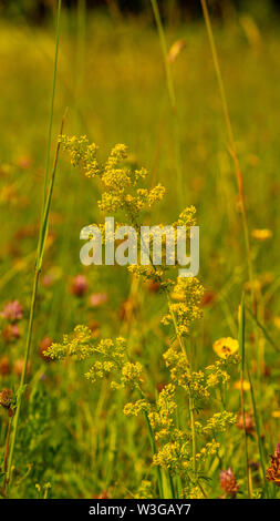 Daisys flowers close-up , selective focus. Summer day. Concept of ...