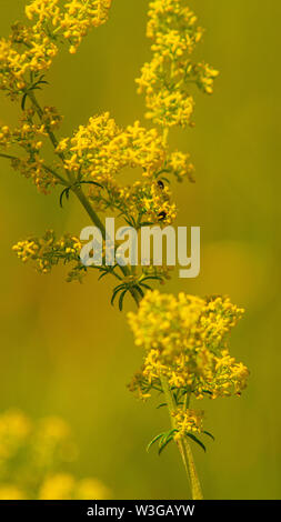 Daisys flowers close-up , selective focus. Summer day. Concept of ...