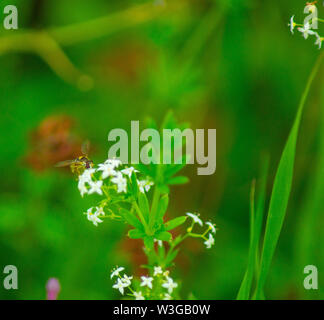 Daisys flowers close-up , selective focus. Summer day. Concept of ...