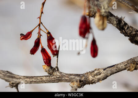 Winter scene of wild mountain flora. Withered berry of medicinal plant Berberis Vulgaris (Barberry) with snow as background. Selective focus. Stock Photo