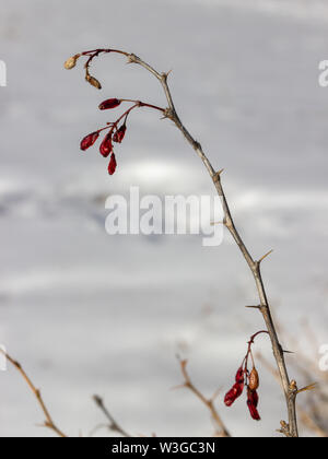 Winter scene of wild mountain flora. Withered berry of medicinal plant Berberis Vulgaris (Barberry) with snow as background. Selective focus. Stock Photo