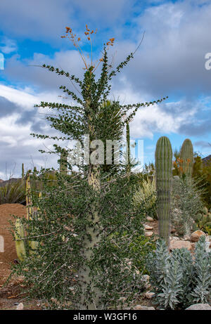 Southwest garden landscape in the deserts of Arizona Stock Photo