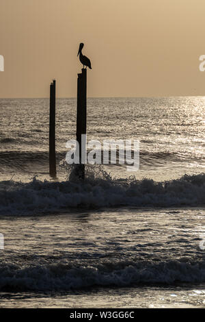 Pelican on a pole at the beach as the sun approaches the horizon Stock Photo