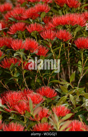 Nz Southern Rata Southern Rata tree flowers and leaves, Dunedin, South Island, New ...