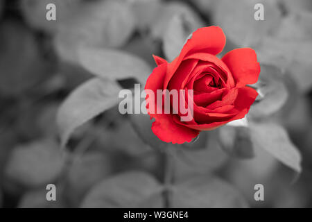 Red rose on blurry black and white background. Stock Photo