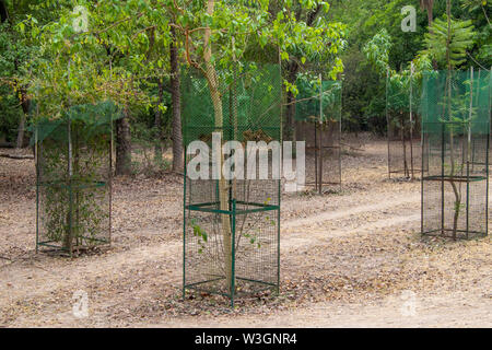 Tree Plant cover protect with steel Tree guard fencing net. Stock Photo