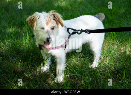 A wire haired Jack Russell Terrier mix dog, that is blind in one eye, pictured outdoors. Stock Photo