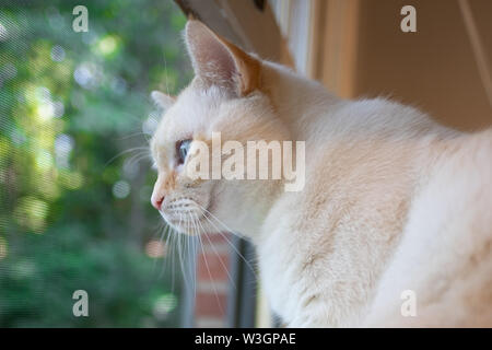 A white flamepoint Siamese cat with blue eyes looking out of a window, with a lush green background. Stock Photo