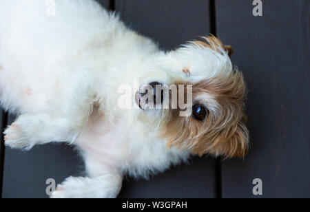 A wire haired Jack Russell Terrier mix dog, that is blind in one eye, pictured outdoors. Stock Photo