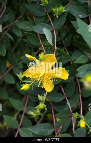 Hypericum kouytchense, large-flowered st. john's wort. Stock Photo
