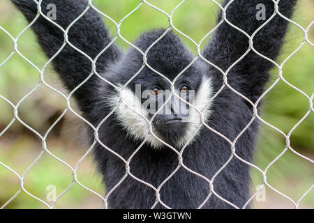 Macaco aranha de testa branca hi-res stock photography and images - Alamy