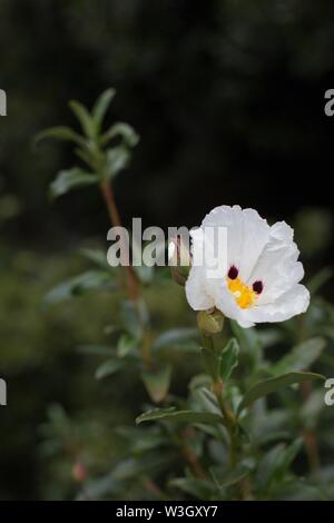 Cistus x cyprius 'Troubadour' flower. Stock Photo