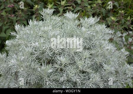 Artemisia arborescens shrub. Stock Photo