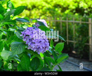 Hydrangea flower full bloom on a summer day in Kyoto, Japan. Stock Photo
