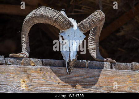 Sheep skull nailed to a wooden board, close up Stock Photo
