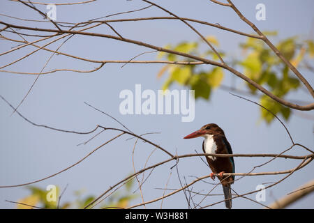 The white-throated kingfisher also known as white-breasted kingfisher perching on the branch looking for prey in Jim Corbett national park, Uttarakhan Stock Photo