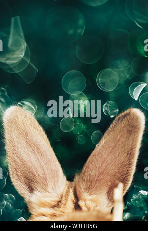 Beautiful rabbit ears look back. Creative rabbits  background. Stock Photo