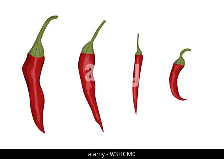 Red chili pepper. Vector illustration. Hot spice. Organic vegetable. Stock Vector