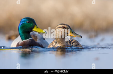 Pair of Male and female mallards in sync swimming with turned heads over some water pond in spring Stock Photo