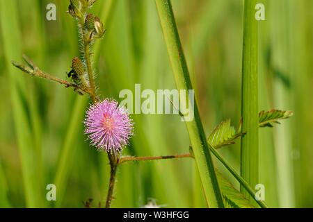 Pink mimosa pudica flower blooming in the field. Sensitive plant Stock Photo