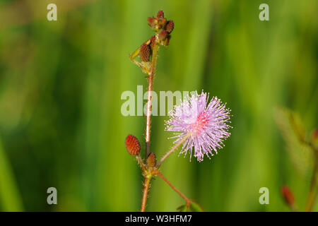 Close up of pink mimosa pudica flower in the morning. Sensitive plant Stock Photo