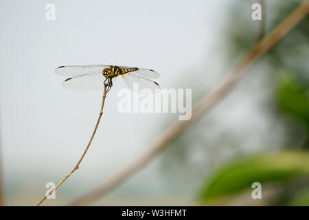 Dragonfly rests on dry branches in the field Stock Photo