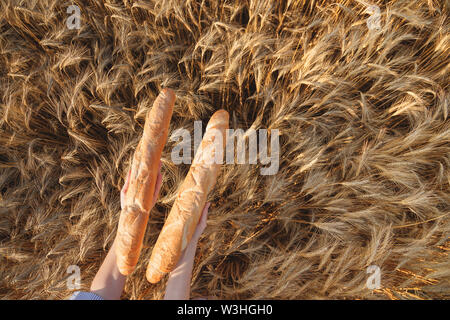Two Crusty french baguettes in women's hands over ripening ears of yellow wheat field, top view. Stock Photo