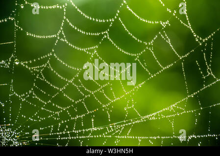Spider web close up with dew drops on green background Stock Photo