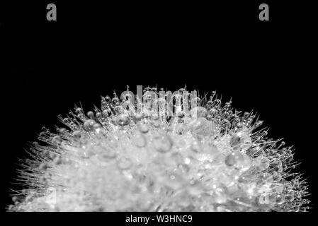 Close up of dew drops on a dandelion, black and white Stock Photo