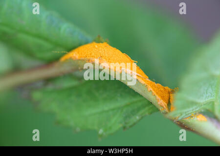 Triphragmium ulmariae, known as meadowsweet rust gall Stock Photo