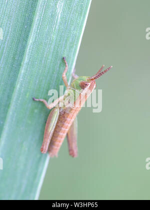 Chorthippus parallelus, known as the meadow grasshopper, a nymph posing Stock Photo