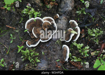 Bjerkandera adusta , known as the Smoky bracket fungus Stock Photo