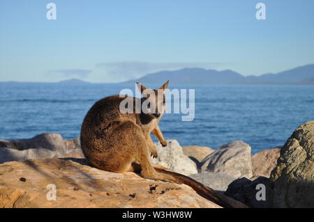 Allied rock wallaby, Petrogale Assimilis on the rocks at Nelly Bay, Magnetic Island, Australia Stock Photo