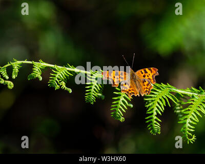 Comma Butterfly Polygonia c-album on bracken frond July Norfolk Stock Photo
