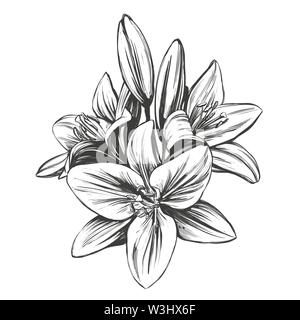 floral blooming lilies vector illustration hand drawn vector illustration realistic sketch Stock Vector