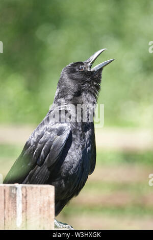 Crow sunbathing Stock Photo