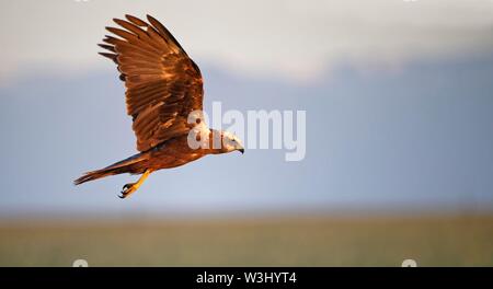 Western marsh-harrier (Circus aeruginosus), female in flight, Castilla-La Mancha, Spain Stock Photo