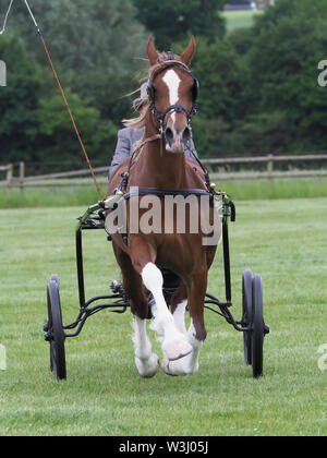 A bay welsh cob in full driving harness being driven in a four wheel buggy. Stock Photo